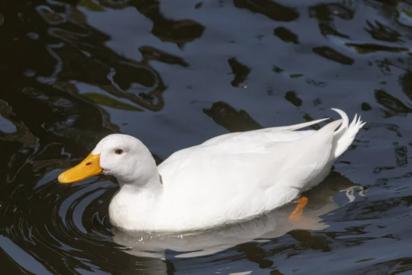 Gran Pato Blanco Pesado También Conocido Como America Pekin Duck — Foto de Stock