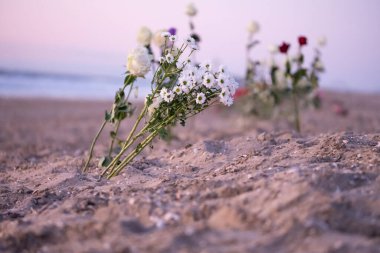 Cenaze çiçeği, yalnız beyaz ve kırmızı güller kumsalda papatya çiçekleri kopya alanı olan su arka planı, denizde defin. Mesaj için boş bir yer. Cenaze sembolü ve taziye kartı konsepti. Papatya çiçeklerine odaklan.