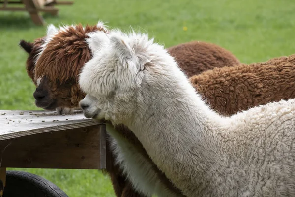 Alpaca Branca Uma Alpaca Branca Frente Dois Alpaca Marrom Foco — Fotografia de Stock