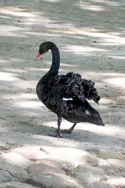 Cisne Negro Agita Água Suas Penas Enquanto Caminha Areia — Fotografia de Stock