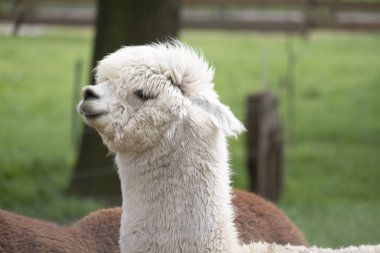 Beyaz Alpaca, kahverengi alpaka önünde beyaz bir alpaka. Beyaz alpakanın başına odaklan, kafanın fotoğrafı..
