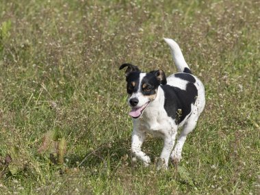 Genç siyah beyaz Jack Russell Terrier bir tarlada koşuyor..
