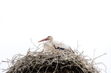 Baharda bir leylek yuvasında durur, arka planda beyaz gökyüzü. kopyalama alanı.