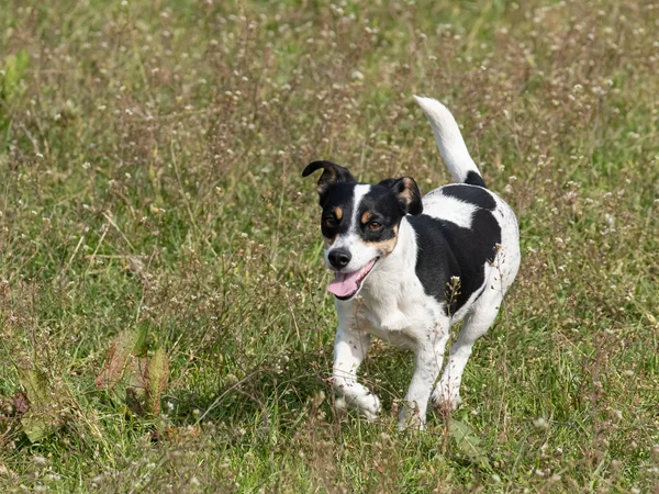 Genç siyah beyaz Jack Russell Terrier bir tarlada koşuyor..
