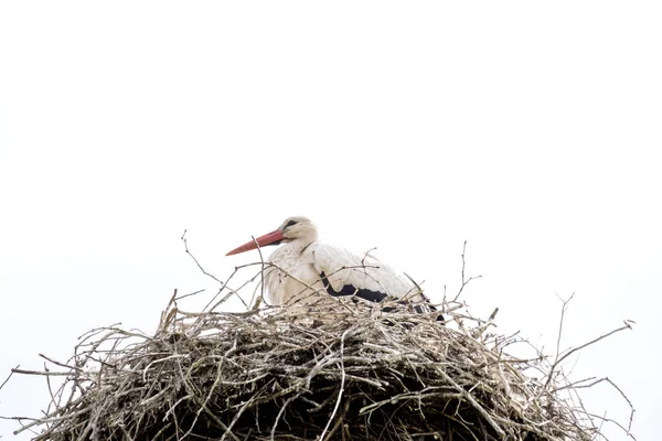 Baharda bir leylek yuvasında durur, arka planda beyaz gökyüzü. kopyalama alanı.