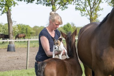 Kısrağın yanında kahverengi bir aygır var, Jack Russell Terrier sırt üstü duruyor. Kırsal alanda genç bir kadın köpeği tutuyor.