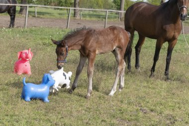 Kahverengi aygır, parlak renkli lastik şişme hayvanlarla oynuyor. Otlakta, ata biniyor..