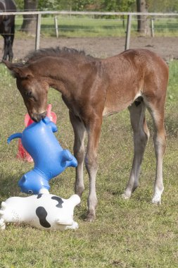 Kahverengi aygır, parlak renkli lastik şişme hayvanlarla oynuyor. Otlakta, ata biniyor..