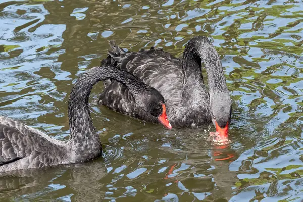 Two black swans with red beaks swim in a pond. One swan has its beak in the water. The sun shines on the feathers.