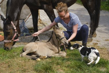 Yeni doğmuş şirin tay bahar günü çimlerin üzerinde yatıyor. Annenin kafası arka planda, aygır tayının yanındaki kadın, tayın önündeki köpek..
