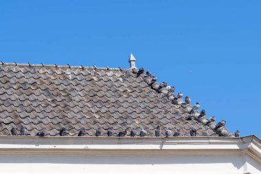 Güvercinler, mavi gökyüzüne karşı, bir evin oluğunun üstündeki gri çatı kiremitlerinde otururlar..