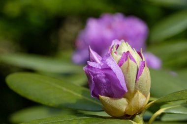 Yakın plan pembe, mor, çiçek tomurcuklanmış rhododendron. Bahar çiçekleri, seçici odak.