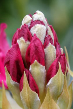 Tomurcuktaki kırmızı rhododendron çiçeklerine yakın çekim. Bahar çiçekleri, seçici odak.