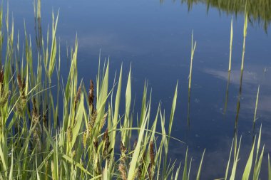 Hendekteki sakin manzara, hendeğin kenarındaki çimenler ve yapraklar, mavi gökyüzü suya yansıyor..