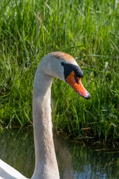 Cisne Branco Com Bico Laranja Nadar Numa Lagoa Cabeça Pescoço — Fotografia de Stock