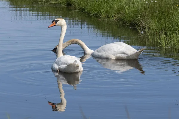 オレンジ色のくちばしを持つ2つの白い白鳥は池で泳いで 太陽は羽に輝いています 青い水の中の反射 — ストック写真
