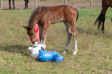 Kahverengi aygır, parlak renkli lastik şişme hayvanlarla oynuyor. Otlakta, ata biniyor..