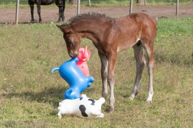 Kahverengi aygır, parlak renkli lastik şişme hayvanlarla oynuyor. Otlakta, ata biniyor..