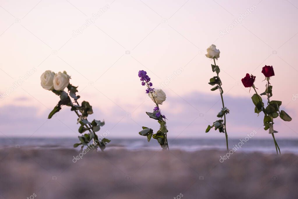 Funeral flower, lonely white and red rose flower at the beach, water background with copy space, burial at sea. Empty place for a text. Funeral symbol and Condolence card concept. Selective focus.