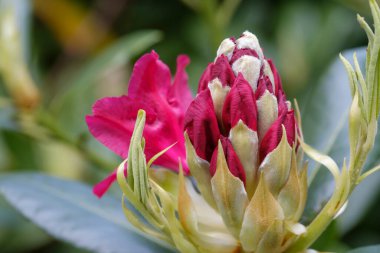 Tomurcuktaki kırmızı rhododendron çiçeklerine yakın çekim. Bahar çiçekleri, seçici odak