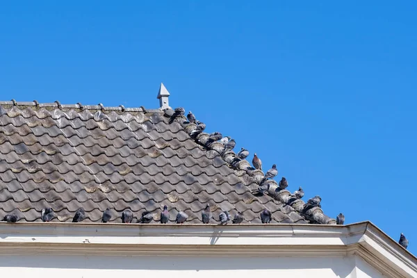 Gołębie siedzą na szarych dachówkach nad rynną domu, przeciwko błękitnemu niebu — Zdjęcie stockowe