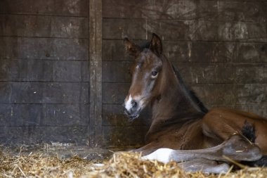 Kahverengi bir kısrak at kutusunda doğar, ahırda ve samanlıkta yatar..