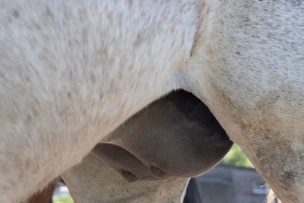 Cor Cinza Cavalos Úbere Alimentação Mare Perto — Fotografia de Stock