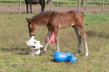 Kahverengi aygır, parlak renkli lastik şişme hayvanlarla oynuyor. Otlakta, ata biniyor.