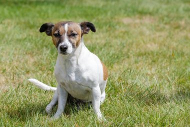 Tarlada poz veren kahverengi-beyaz Jack Russell Terrier.