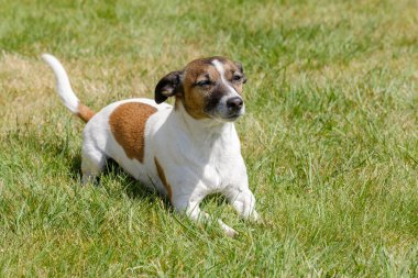 Tarlada poz veren kahverengi-beyaz Jack Russell Terrier.