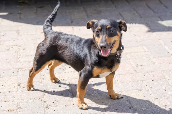 Negro y bronceado Jack Russell Terrier posando iin cuerpo completo, con sombra —  Fotos de Stock