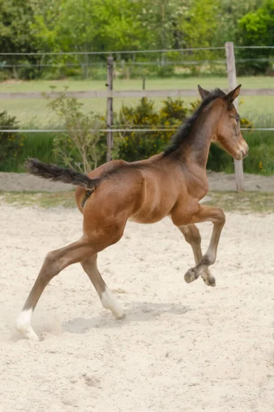 Joli petit poulain brun qui court au galop, libre sur le terrain. Animal en mouvement. pouliche jument une semaine — Photo