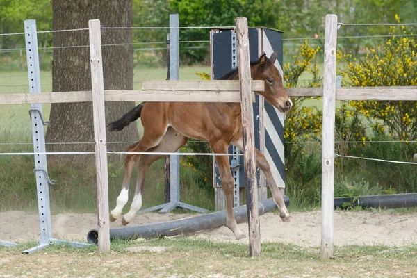 Un poulain de jument d'une semaine joue, elle saute par-dessus un obstacle, derrière une clôture, poulain brun actif heureux — Photo