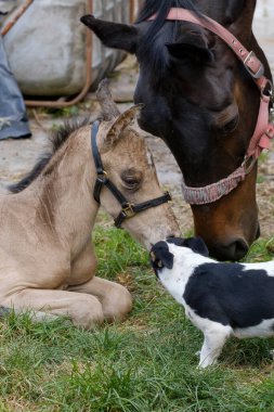 Yeni doğmuş şirin tay bahar günü çimlerin üzerinde yatıyor. Annenin kafası arka planda, sarı dışkı rengi. At kafalarının yanındaki küçük köpek..