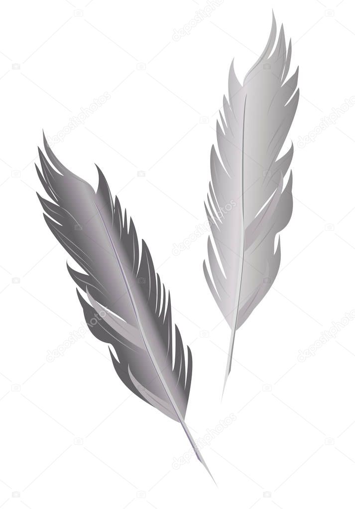 Set of bird feathers. Two vector isolated feather in vintage style.