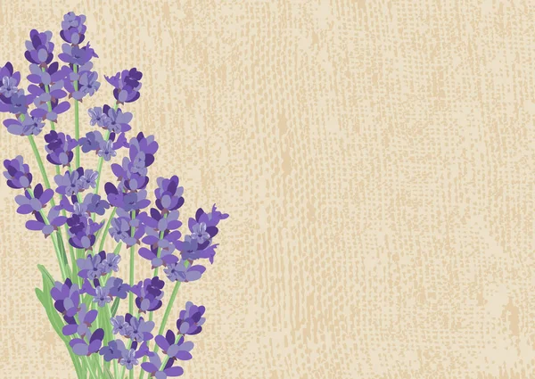 Lavanda Sfondo Con Fiori Lavanda Texture Della Tela — Vettoriale Stock