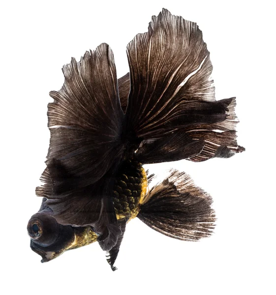 Siyah Japon Balığı Beyaz Arkaplanda izole.