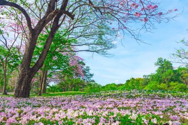 Pembe trompet ağaçlarının çiçek genel park, Bangkok, Tayland çiçek