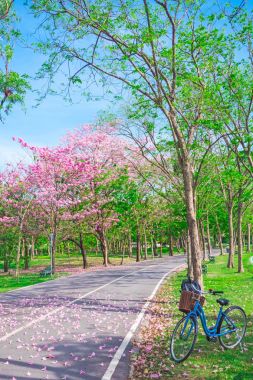 Bisiklet ve çiçekler pembe trompet ağaçların kamu park, Bangkok, Tayland çiçek