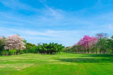 Pembe trompet ağaçlarının çiçek genel park, Bangkok, Tayland çiçek