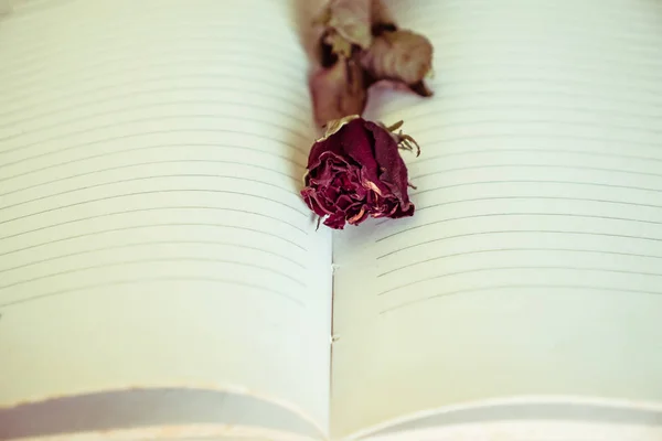 空白笔记本上的干玫瑰 选择性对焦 复古色调 — 图库照片