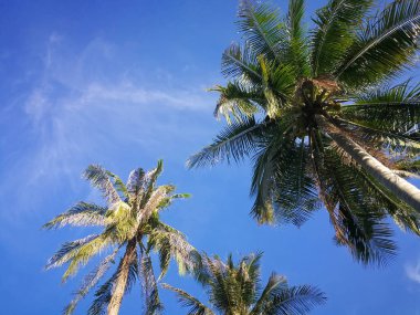 Yaz doğa sahne, tropikal bitkiler, mavi gökyüzü arka plan üzerine Hindistan cevizi palmiye ağaçları.