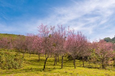 Phu Lom Lo, Phitsanulok Eyaleti, Tayland ın dağda kiraz çiçekleri çiçek açan.