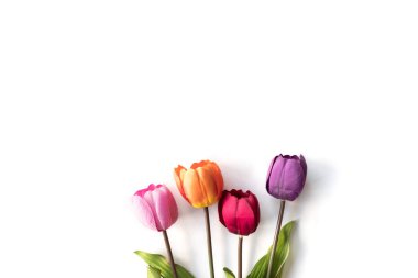 Beyaz bir arka plan, metin için boş alan üzerinde renkli Lale çiçek