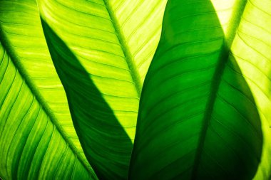 Doğal yeşil yaprakların arkaplanı, tropikal yaprak dokusu.