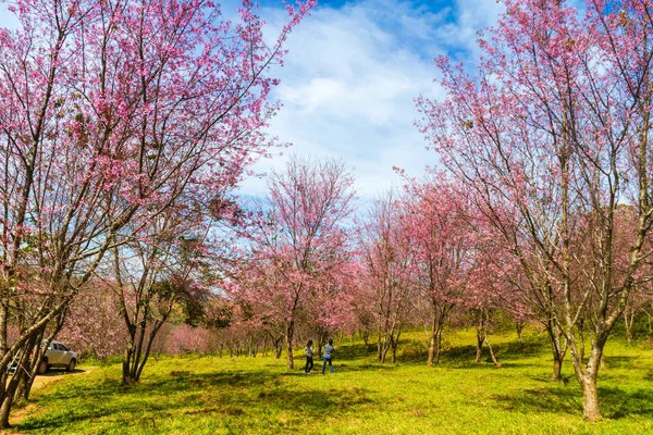 Cherry blossoms are blooming on the mountain in Phu Lom Lo, Phitsanulok Province, Thailand. — Stock Photo, Image