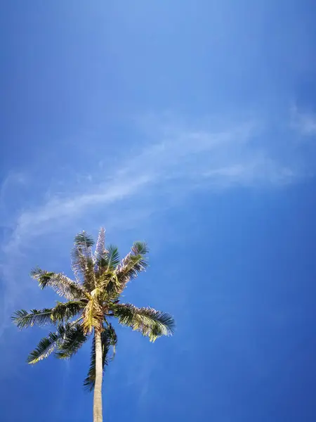 Zomer natuur scène, tropische planten, Coconut palmbomen op blauwe hemelachtergrond. — Stockfoto