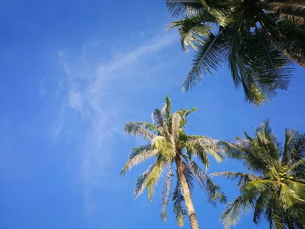 Zomer natuur scène, tropische planten, Coconut palmbomen op blauwe hemelachtergrond. — Stockfoto