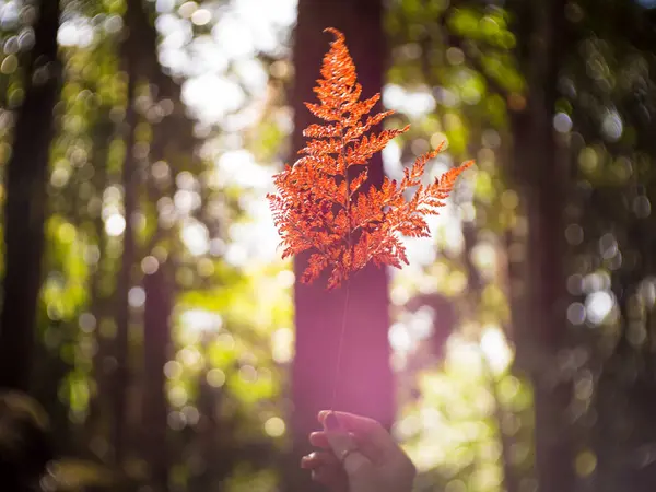 Χέρι που κρατά το κόκκινο φύλλο με φόντο πράσινο δάσος. Απαλή εστίαση — Φωτογραφία Αρχείου