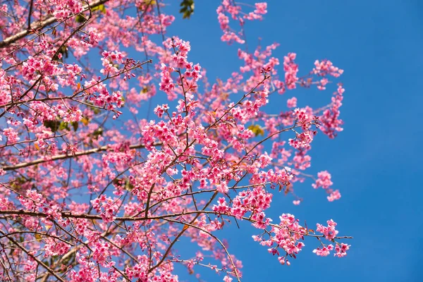 Pink spring flowers with blue sky background.